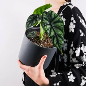 Mila dual pocket pant